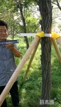 树木支撑固定器