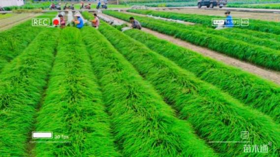 高度25厘米麦冬