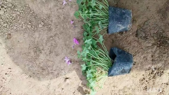 高度15厘米红花酢浆草