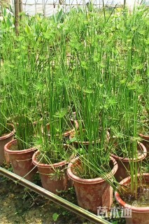高度30厘米纸莎草