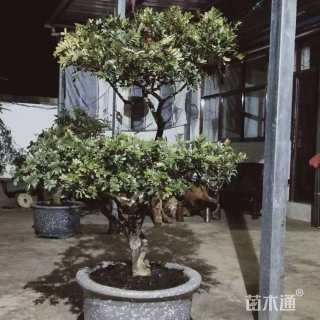 30公分清香木