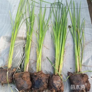 高度80厘米香蒲