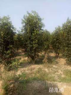 高度200厘米丛生桂花