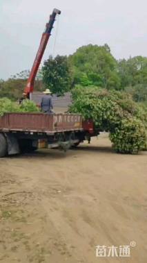 13公分红叶石楠