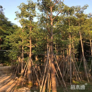 10公分木棉
