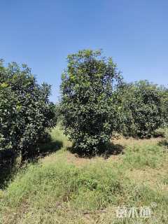 高度350厘米中华石楠