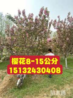 10公分樱花