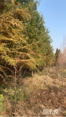 10公分中山杉