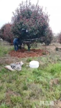 高度300厘米丛生红叶石楠