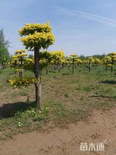 12公分造型金叶榆