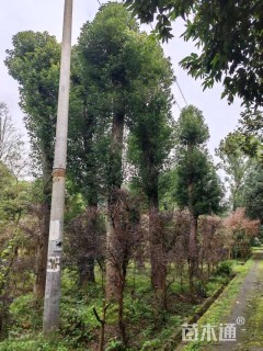 30公分香樟