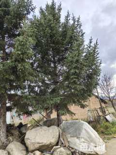 高度1000厘米云杉