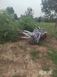 高度600厘米丛生五角枫