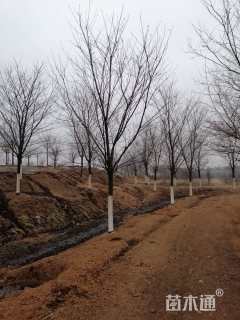 原生苗高杆樱花