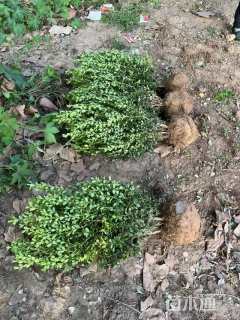 冠幅50厘米瓜子黄杨球