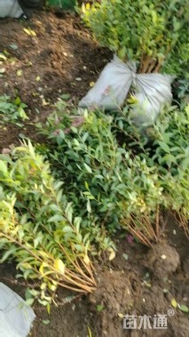 高度40厘米绣线菊