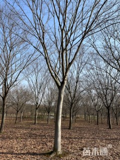 22公分大叶榉树