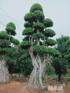 150公分小叶榕