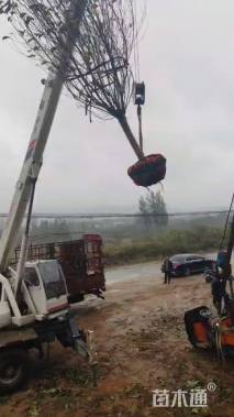 10公分二乔玉兰