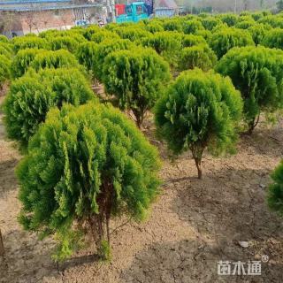 冠幅40厘米洒金柏球