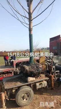 14公分枫杨