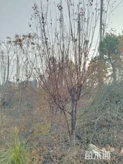 15公分紫叶李