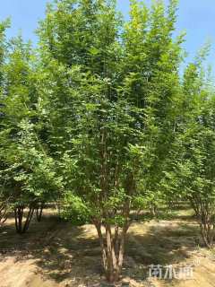 高度500厘米丛生白蜡