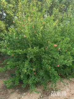 高度300厘米丛生花石榴