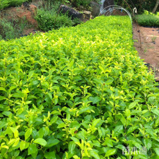 高度15厘米金叶假连翘