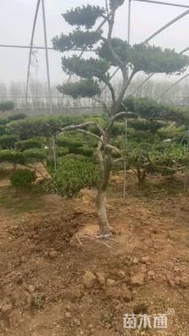 8公分造型瓜子黄杨