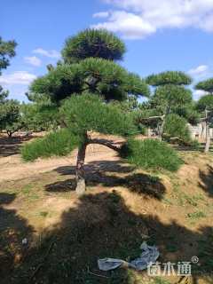 高度200厘米黑松