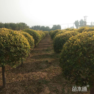 冠幅150厘米金叶榆球
