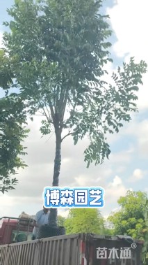 5公分芒果