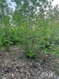 高度150厘米蜡梅