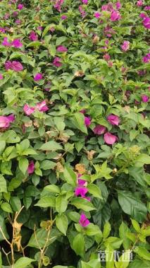 高度70厘米三角梅