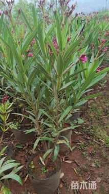 高度60厘米粉花夹竹桃