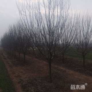 12公分绚丽海棠
