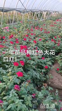 高度10厘米丰花月季