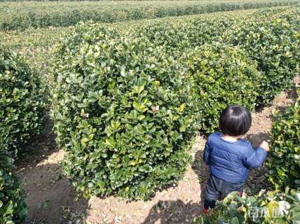 冠幅120厘米大叶黄杨球