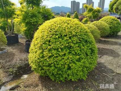 冠幅120厘米亮晶女贞球