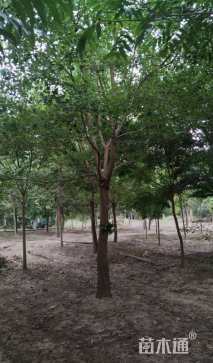 18公分乌桕