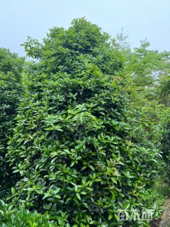 高度350厘米丛生桂花