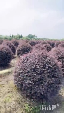 冠幅100厘米红花继木球