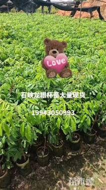 1公分龙眼