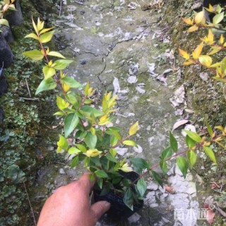高度15厘米大花六道木