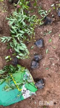 高度43厘米绣线菊