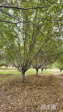 25公分绚丽海棠