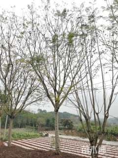 25公分蓝花楹