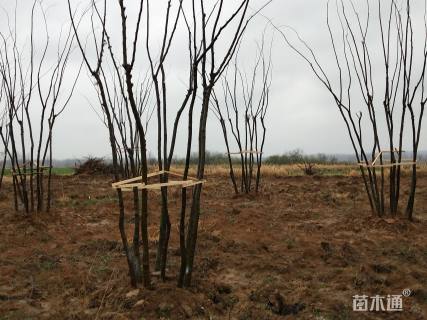 60公分丛生榉树