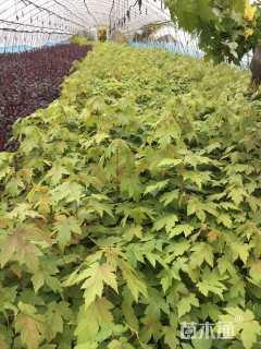 0.8公分美国红枫-秋火焰